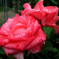 Летний дождь и розы... :: Тамара (st.tamara)