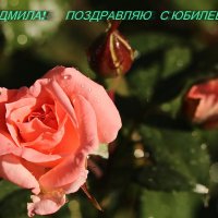 А у РУЦЫ - ЮБИЛЕЙ! :: Valentina Radygnay