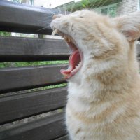 Поющий кот :: Настасья Мерчуткина-Щукина
