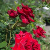 Розы возле дома на клумбе :: Евгения Сихова