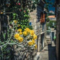 Dubrovnik/Croatia/Walking :: Alena Kramarenko