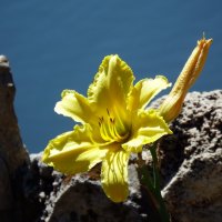 Солнечный цветок :: Любовь Пилипенко 