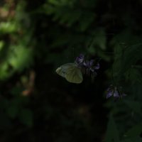 Butterfly. :: Елизавета Бородина