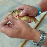Поймалась рыбка! :: Чария Зоя 