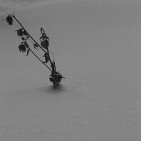 В снегу. :: Полина Ямина
