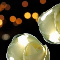 Две розы белых... :: Алла Шапошникова