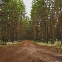 Лесные дороги :: Виталий Житков
