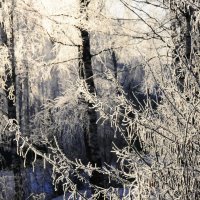 Зимний лес :: Виталий Житков