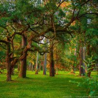 Сказочный лес :: Сергей Наумов