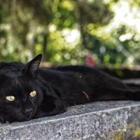 черный кот :: Варвара Бычкова