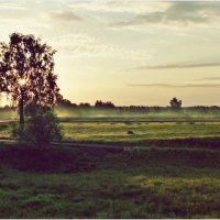 Утреннее солнце в ветвях. :: Владимир Валов