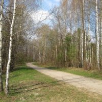 Весенний лес :: Леонид Корейба