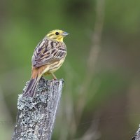 Обыкновенная овсянка - Emberiza citrinella :: Евгений 