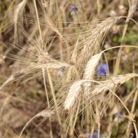 Пшеница :: Анастасия 