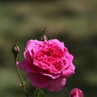Роза в моем саду :: Irina Fabien