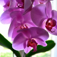 Орхидея :: Таня Троицкая