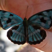 Бабочка-красавица, присела отдохнуть:) :: Светлана Миняева