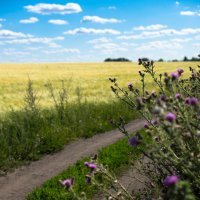 Полдень лета... Рожь.Дорога. Чертополох. :: Андрей Калгин