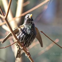 Обыкновенный скворец - Sturnus vulgaris :: Евгений 