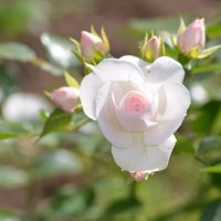 белые розы :: Константин Трапезников