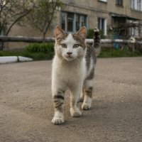 Любопытный котейка со двора :: Богдан Петренко