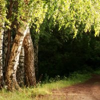 На границе тайны леса :: Olenka 