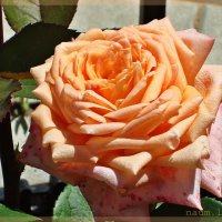 Роза для друзей :: Лидия (naum.lidiya)