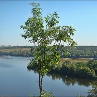 Чуден Днепр... :: Нина Корешкова