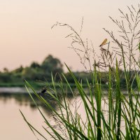 *** :: Зьміцер Невяроўскі