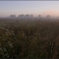 Сон травы :: Надежда Лаврова