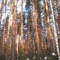 Зимний лес :: Larissa1425 M
