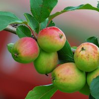 Суровые Уральские яблоки, в которых железа больше чем руде горы Благодать... :: Владимир Хиль