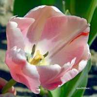 Бледно-розовый тюльпан :: Александр Машков (alex2009vm)