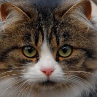 Портрет соседской кошки :: Тамара К 