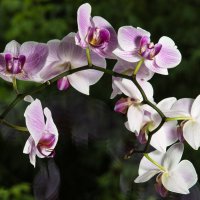 Орхидеи :: Sergey Kiselev