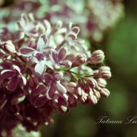 Vintage Lilac :: Tatiana 