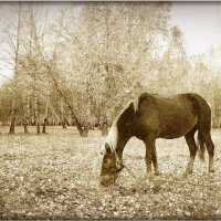 про одинокую лошадь в осеннем лесу)) :: Александр 