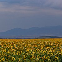 Алтай :: Оксана Яремчук