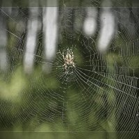 Плетущий паутину паук приносит счастье(народная примета) :: Людмила Шустова