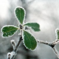 green in winter :: Anastasia GangLiON