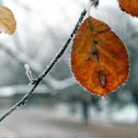 orange in winter :: Anastasia GangLiON