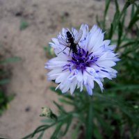 Дай мне напиться сладкой водицы :: Мария Лапшина