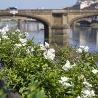 мост через реку Арно, Флоренция :: Sofia Rakitskaia