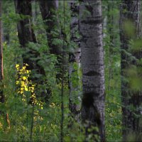 Вечерний свет :: Андрей Воробьев