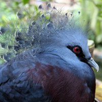 Чудная птица с Канарских островов :: Вероника Касаткина