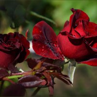 Бордовой розы волшебство... :: Luis-Ogonek *