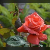 Одиночество забытой розы… :: Luis-Ogonek *