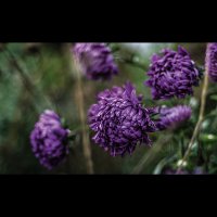 The lilac :: Марек Shtulberg