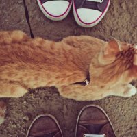 Cat and foots :: Andrey Dostovalov