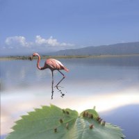 Розовый фламинго :: Вероника Касаткина